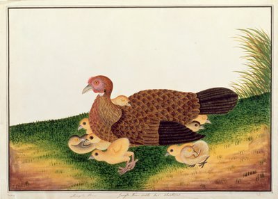 マラッカの鳥の絵、1805-18年頃の鶏とジャングルヘン（紙にトイレ） 作： Chinese School